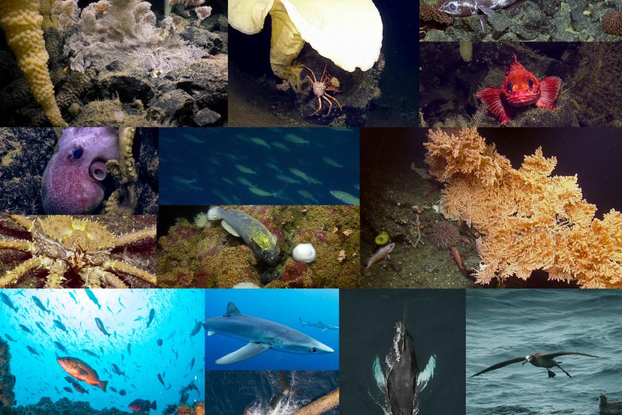 Photos: Fisheries and Oceans Canada, S. Du Preez, C. Du Preez, Ocean Exploration Trust, the Northeast Pacific Seamount Expedition partners, Pacific Wild.