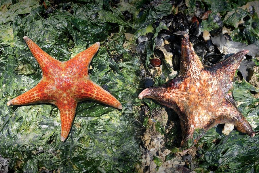 (Photos: Chris Harley) leather sea stars