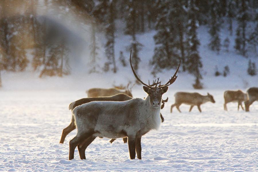 Caribou stands in the snow