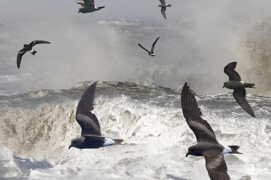 Leach's storm petrels fly above rough sea