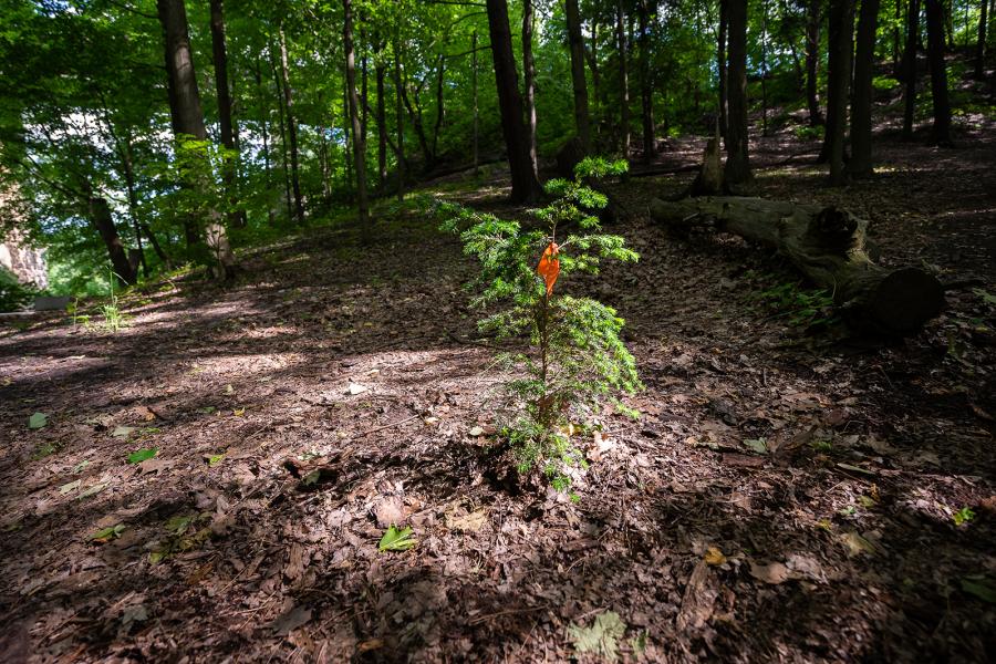 Photo: Matt Forsythe/City of Toronto A small eastern hemlock tree surrounded by taller trees