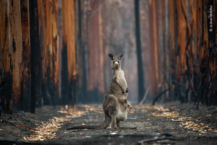 Photo: Jo-Anne McArthur/Wildlife Photographer of the Year