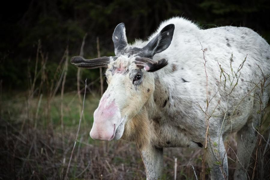 Canadian Geographic