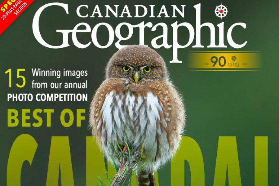 59 Top Photos Can Owls Be Pets In Canada / Exotic Pets In ...