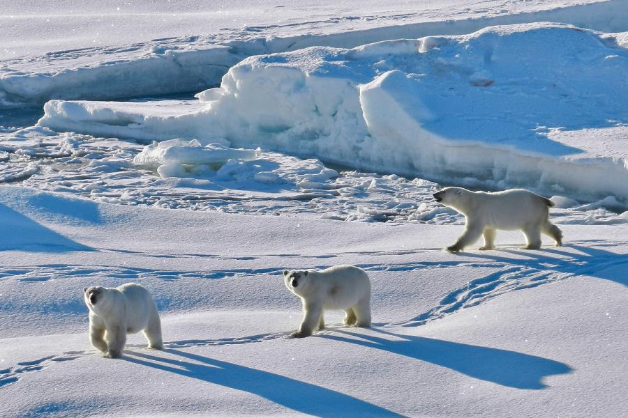 Three polar bears cast long shadows as they move across snowy Arctic scenery