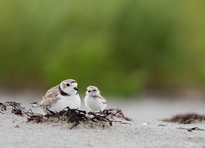 How We Chose The Wildlife Photo Contest Winners Canadian Geographic