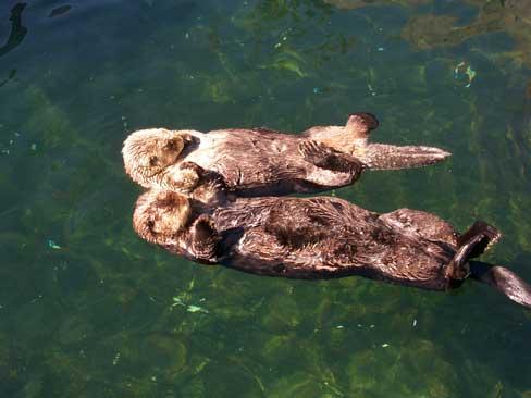 top live wildlife webcams canadian geographic top live wildlife webcams canadian geographic