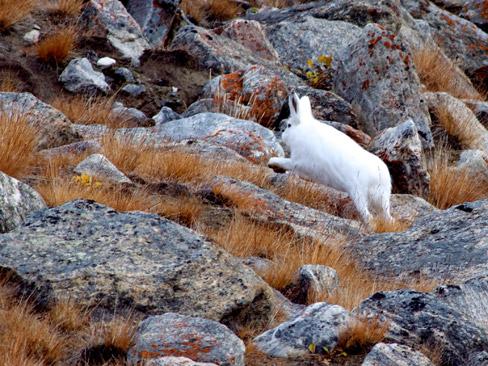 Snowshoe hares lose camouflage as climate warms | Canadian Geographic