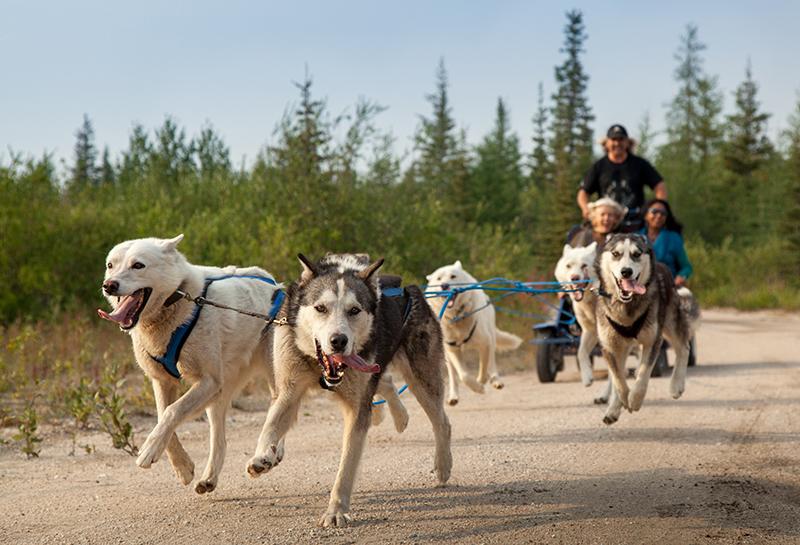 Summer dogsledding Canadian Geographic