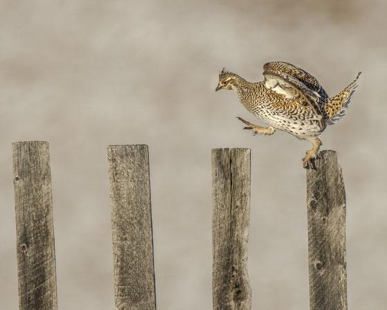 Winners Of The Wildlife Photography Of The Year Competition Canadian Geographic