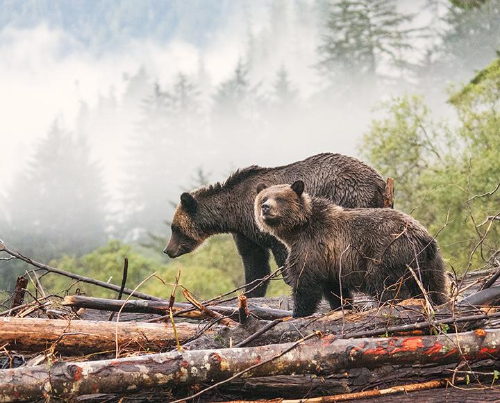 Sneak peek of Best Wildlife Photography 2016 | Canadian Geographic