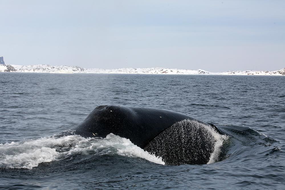 Quel Sera L Impact Du Rechauffement De L Arctique Sur La Baleine Boreale Canadian Geographic