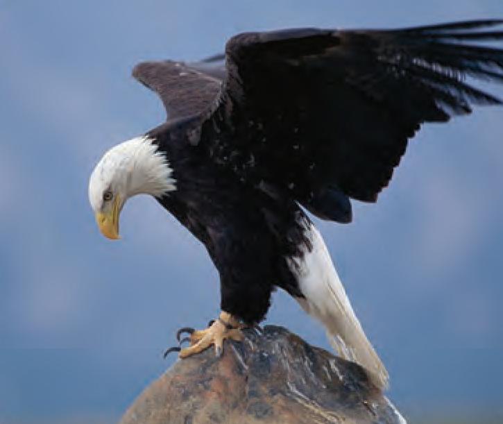 Animal Facts Bald Eagle Canadian Geographic