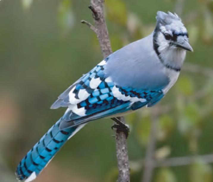 Animal Facts Blue Jay Canadian Geographic