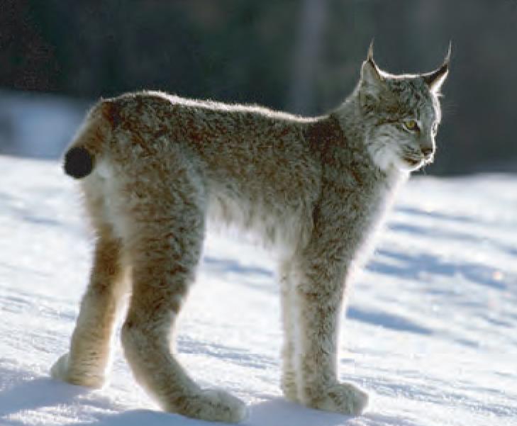 canada_lynx