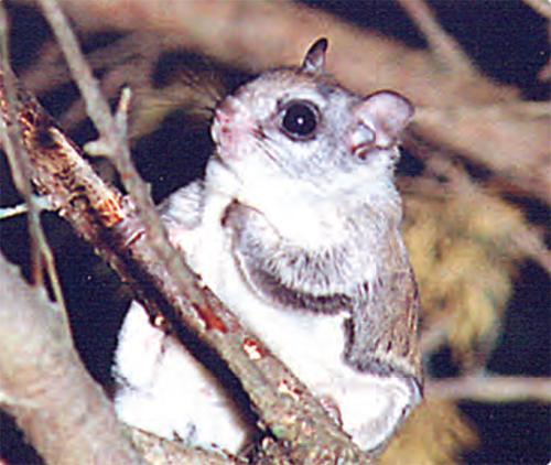 animal facts flying squirrel canadian geographic