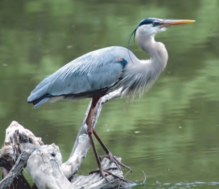 animal facts great blue