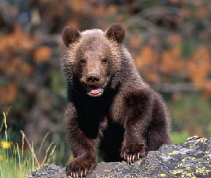 Animal Facts Grizzly Bear Canadian Geographic