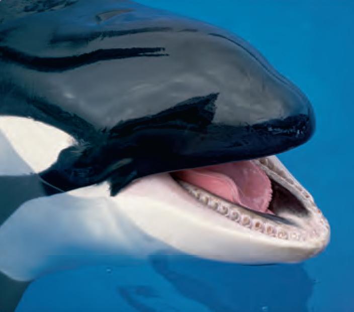 article for slayer whales article about murderer whales