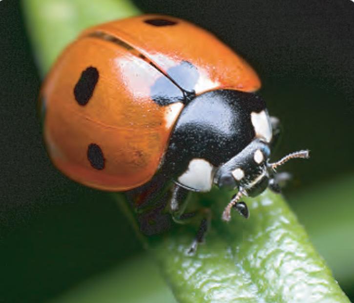animal facts ladybug canadian geographic