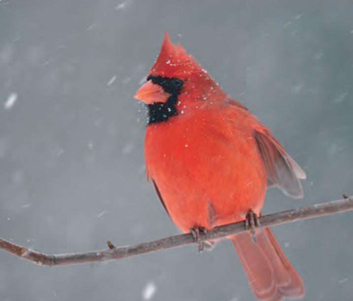 animal facts northern cardinal canadian geographic animal facts northern cardinal canadian geographic