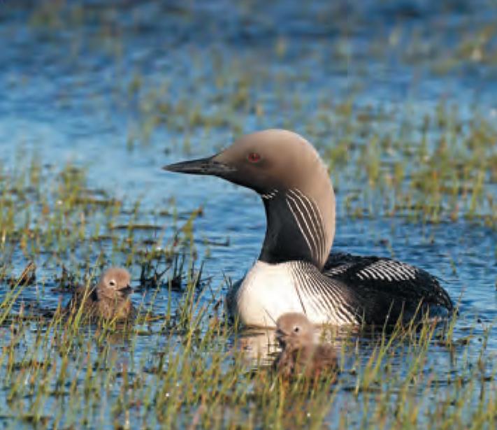 Animal Facts Pacific loon Canadian Geographic