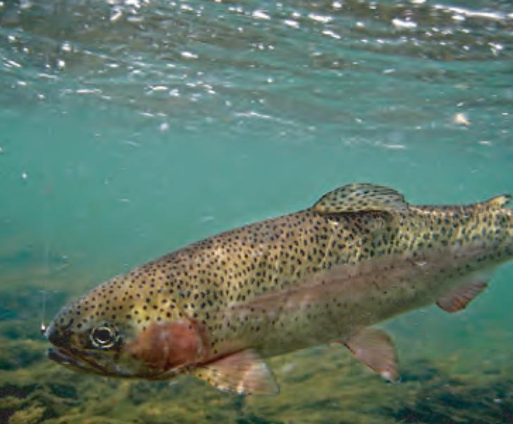 animal facts rainbow trout canadian geographic