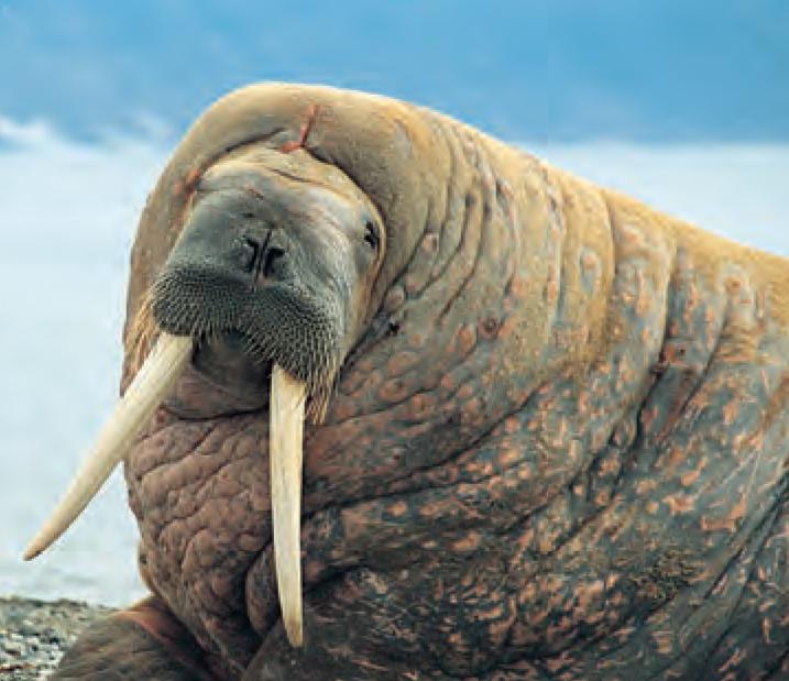 animal facts walrus canadian geographic