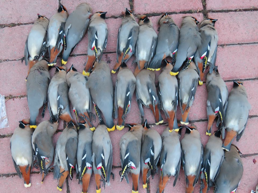 Ottawa Bird Deaths Prompt Scrutiny Of Window Collisions Canadian