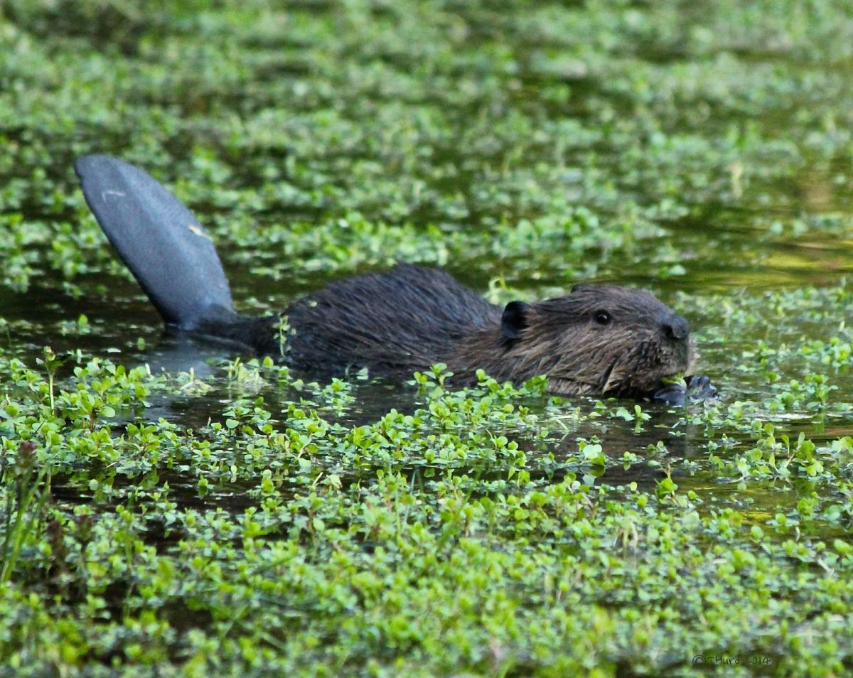 Five fascinating facts about beavers Canadian Geographic