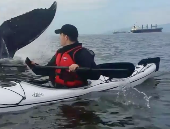 Humpback Whale Engulfs Kayaker in Unprecedented Encounter off Chile's Coast