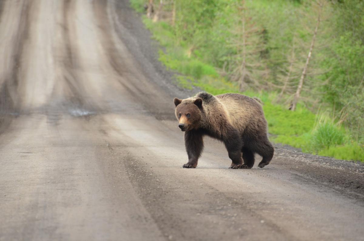 How to stay safe during a bear encounter Canadian Geographic