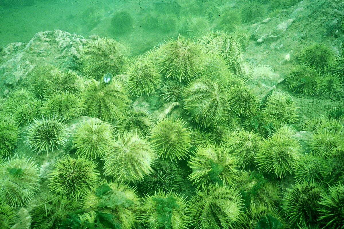 How Breeding Bottom Feeders Will Help Revolutionize Fish Farming