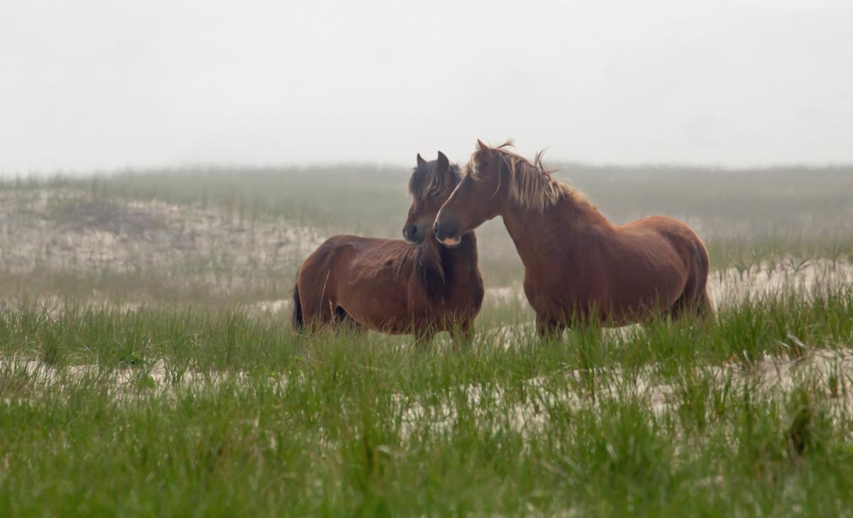 Photos The Wild Horses Of Sable Island Canadian Geographic
