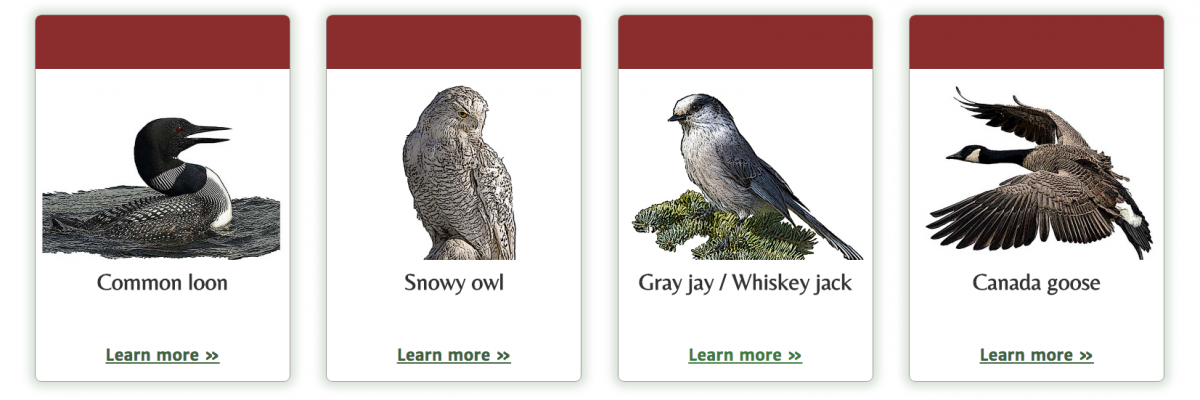 Canada Votes For A National Bird Canadian Geographic