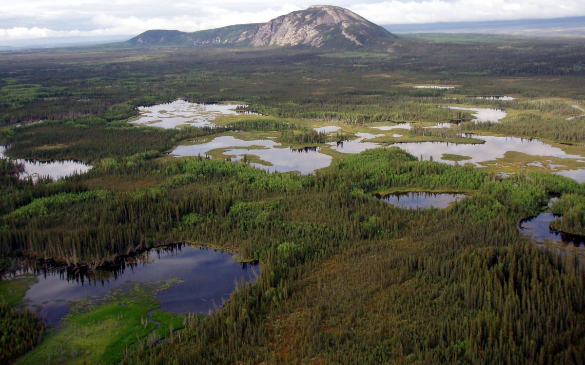 canada s boreal wetlands are key to fighting climate change report