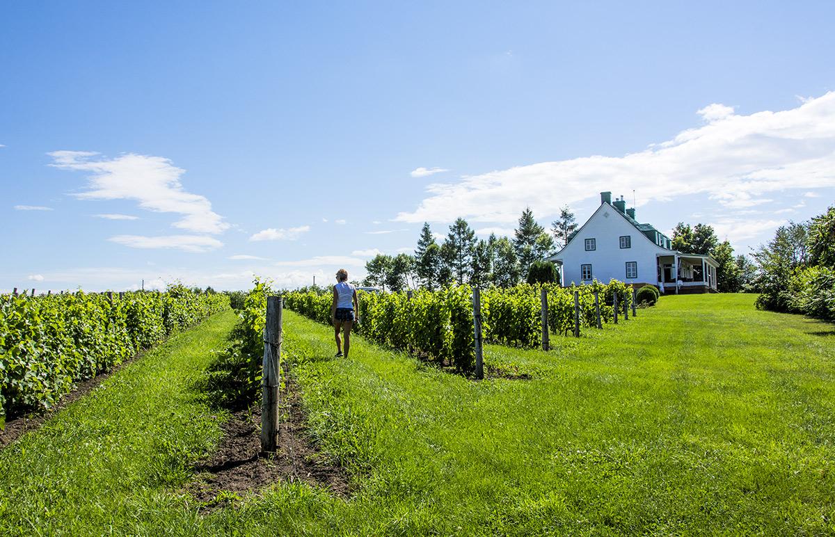 Climate change might help Quebec vineyards, say researchers Canadian