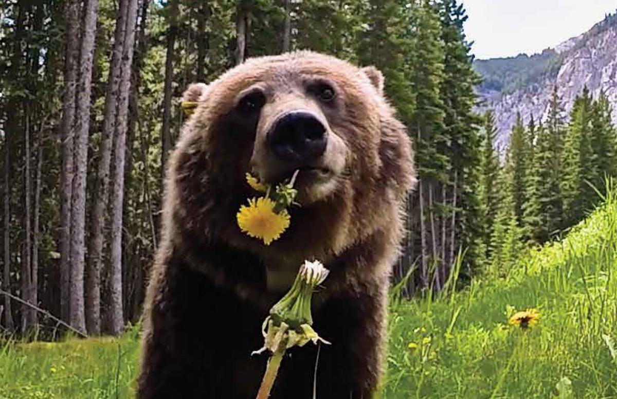 a lament for bear