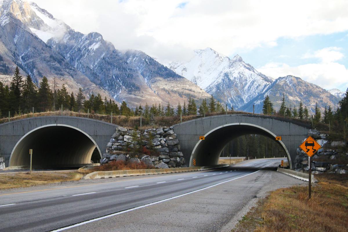 Image result for animal crossing bridge banff