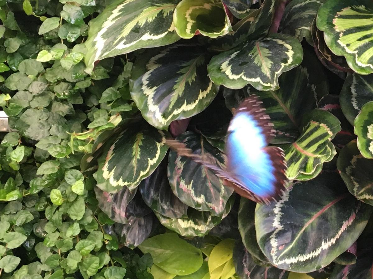 Butterflies come alive in Ottawa Canadian Geographic