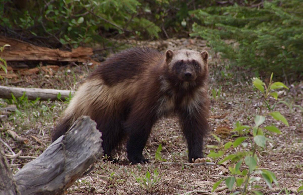 Why Won t Wolverines Cross The Road Canadian Geographic why-won-t-wolverines-cross-the-road-canadian-geographic