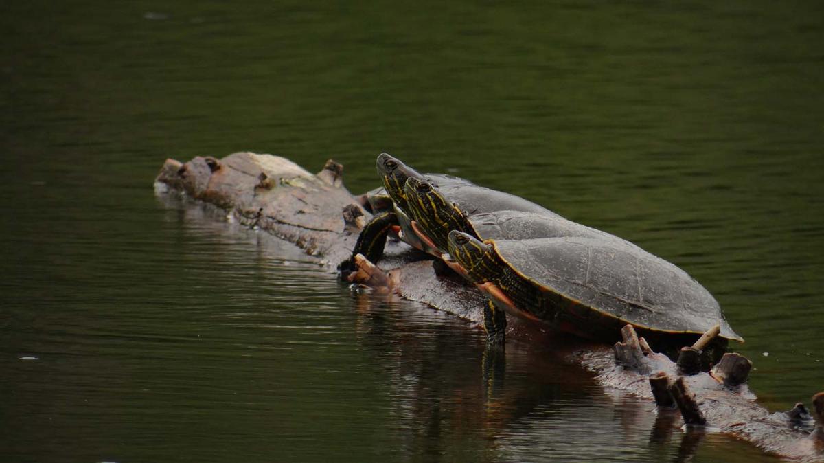 Every turtle species in Canada is now at some level of risk Canadian