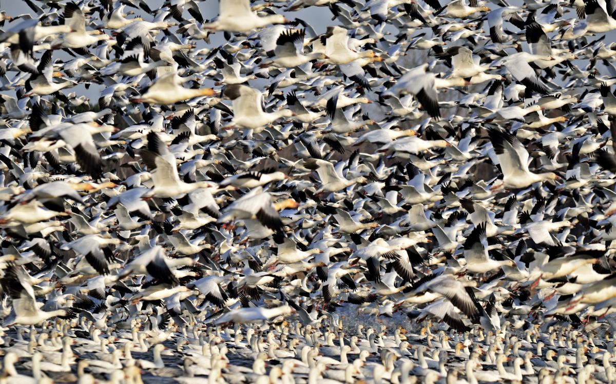 snow goose migration canada