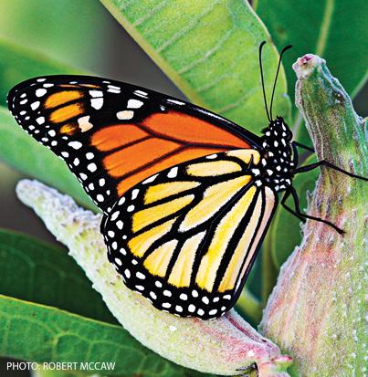 monarch butterfly endangered species canadian geographic