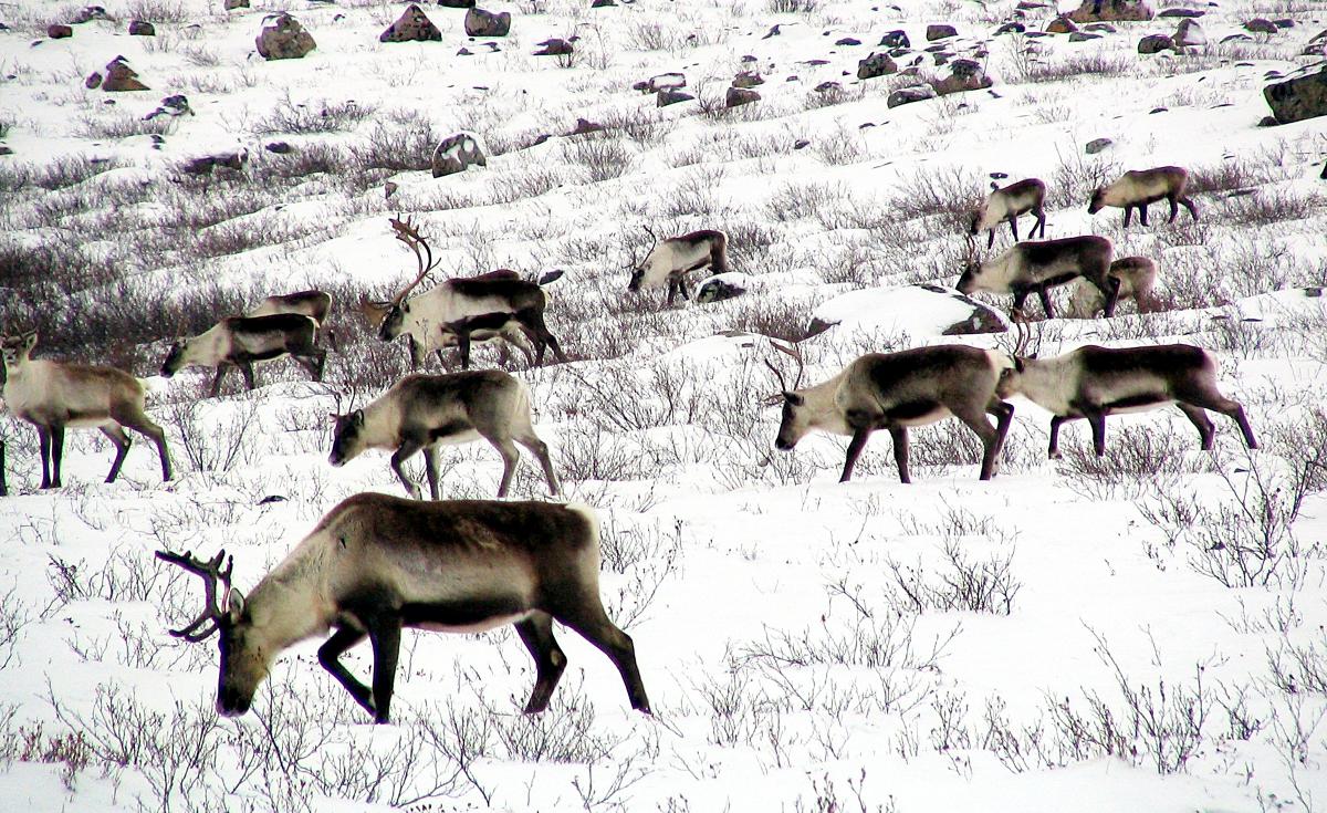 the plan to save the n w t s dwindling bathurst caribou herd
