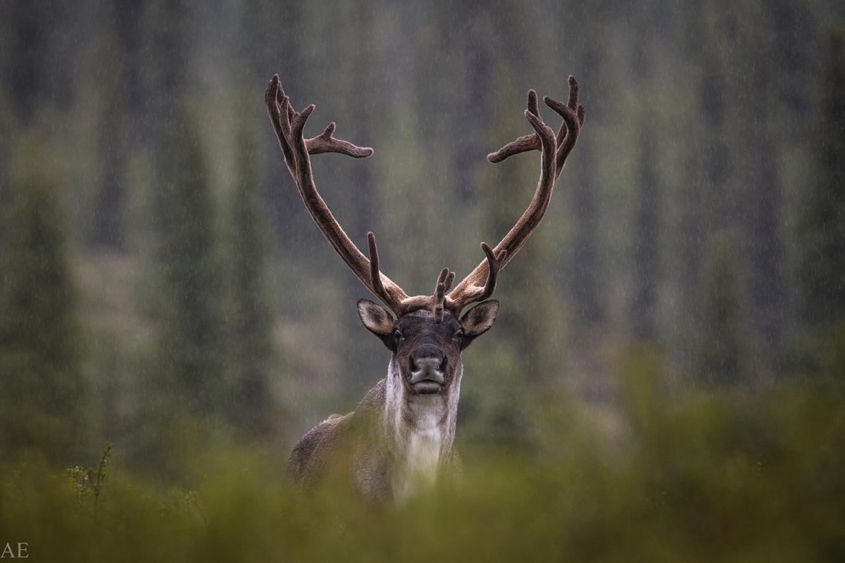 At risk of extinction Canadian Geographic