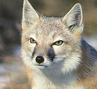 Resurgence of the swift fox | Canadian Geographic