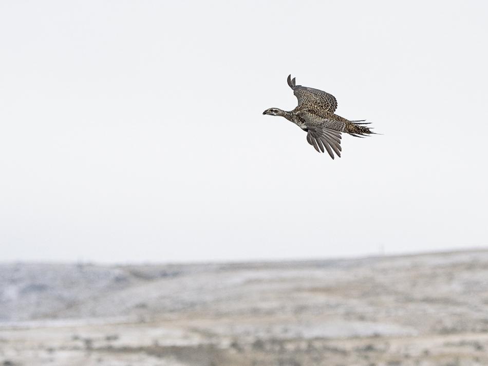 Hope grows for one of Canada’s most endangered species as greater sage