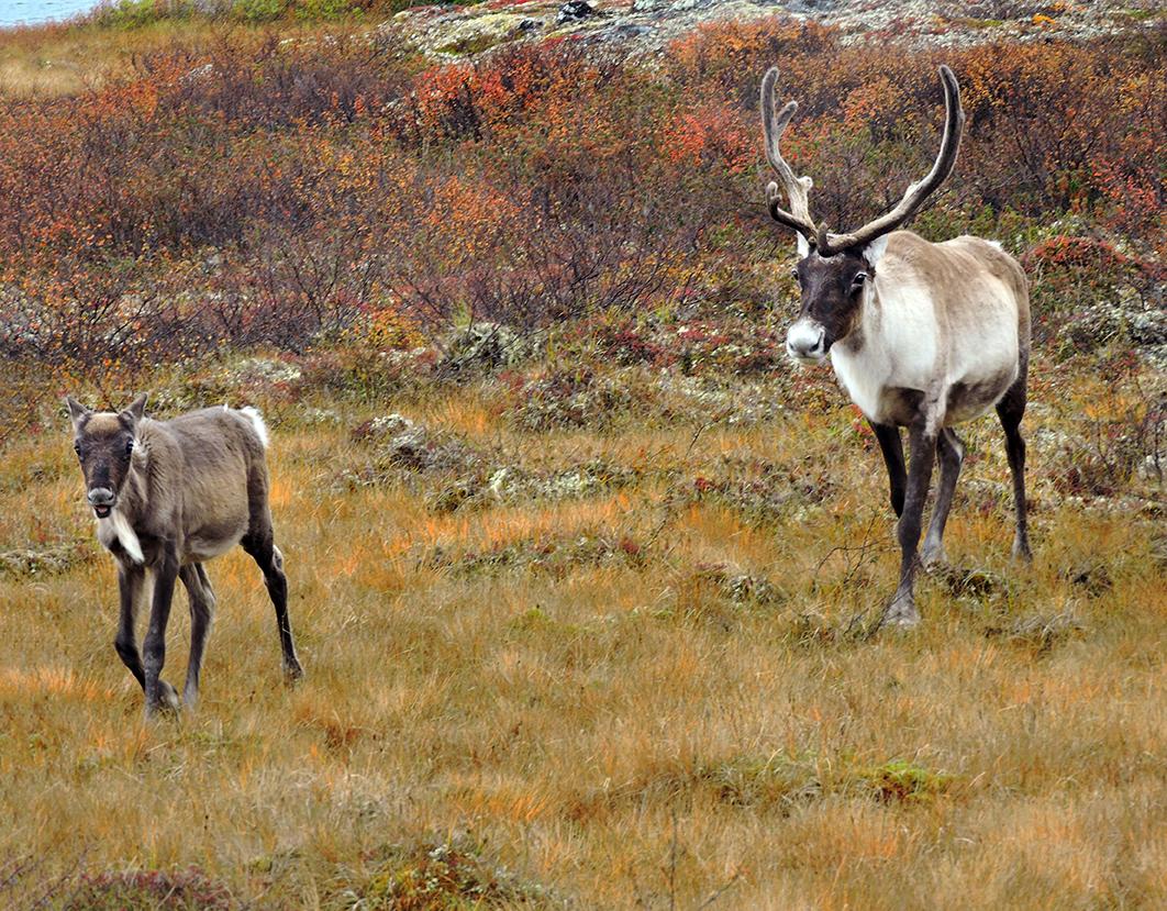 Mapping out a new approach to biodiversity protection Canadian Geographic