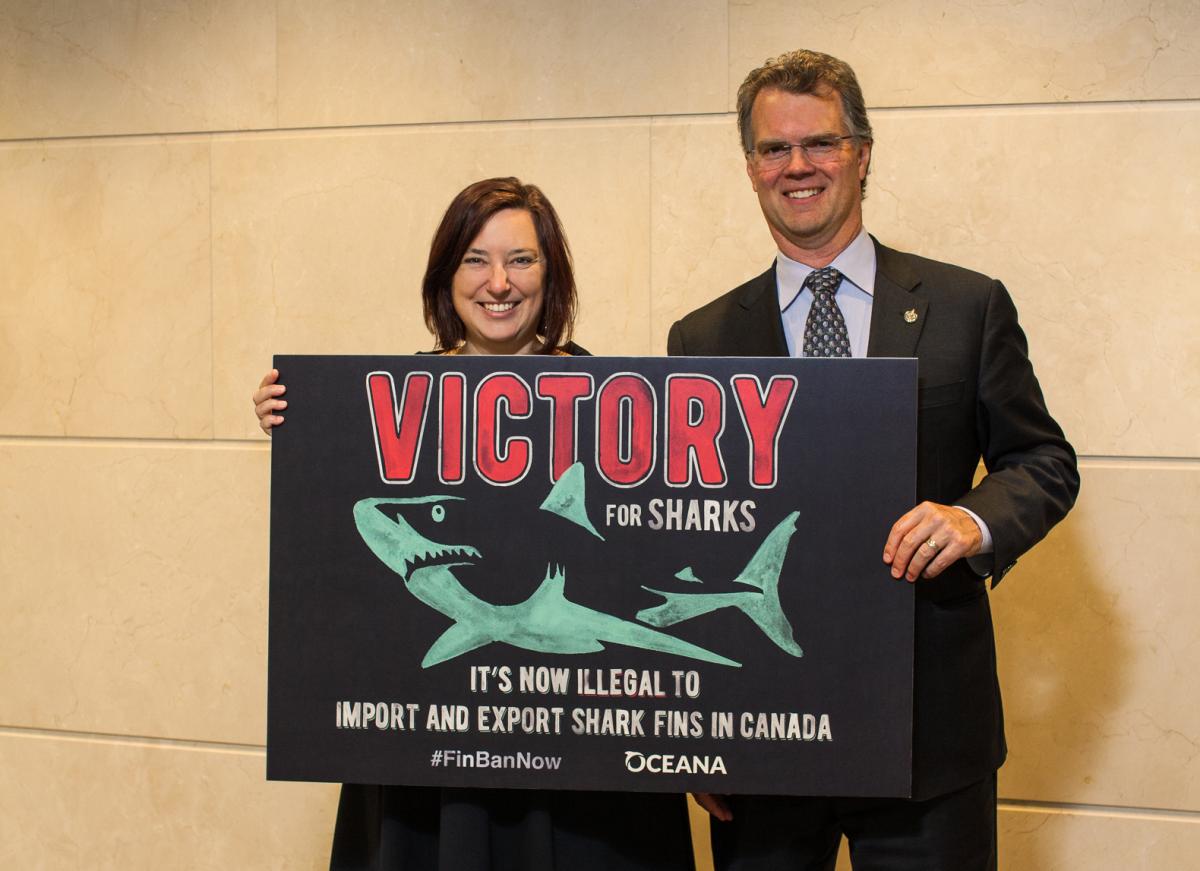 Canada Bans Import And Export Of Shark Fins Canadian Geographic